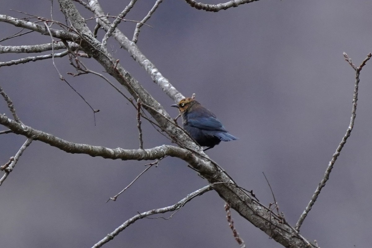Rusty Blackbird - ML627169767