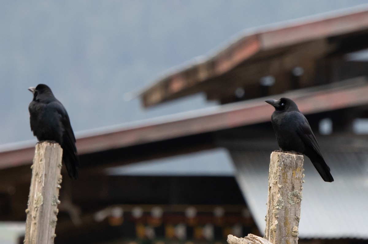 Large-billed Crow - ML627169797