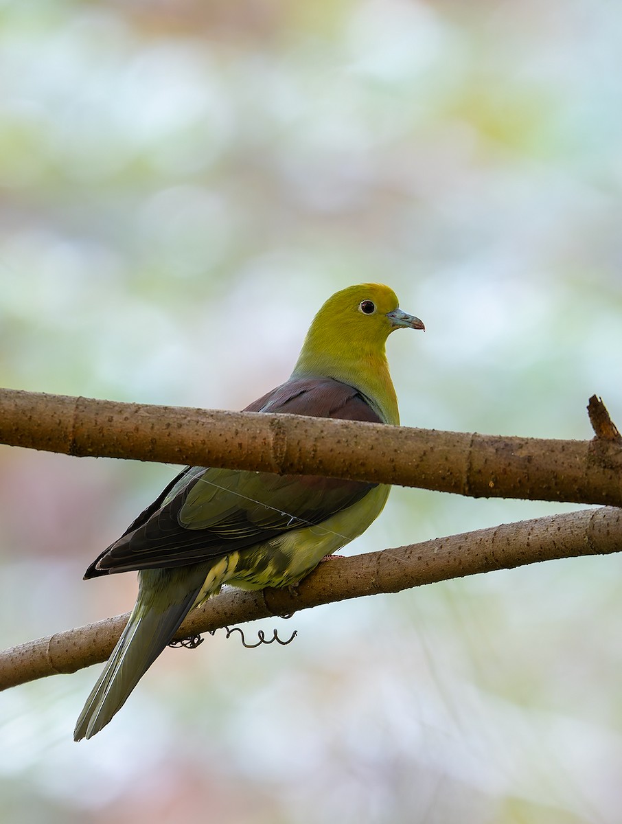 Wedge-tailed Green-Pigeon - ML627169912