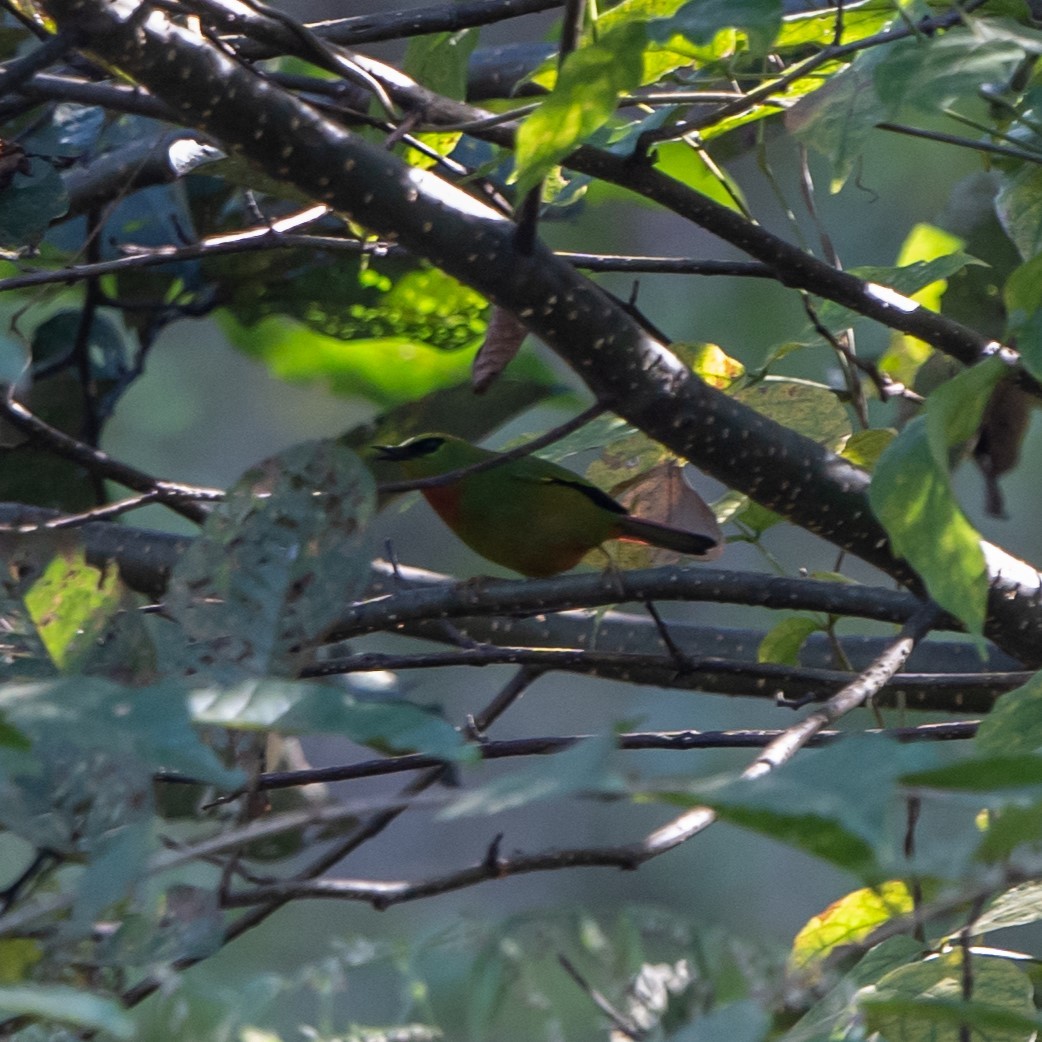 Fire-tailed Myzornis - ML627170008