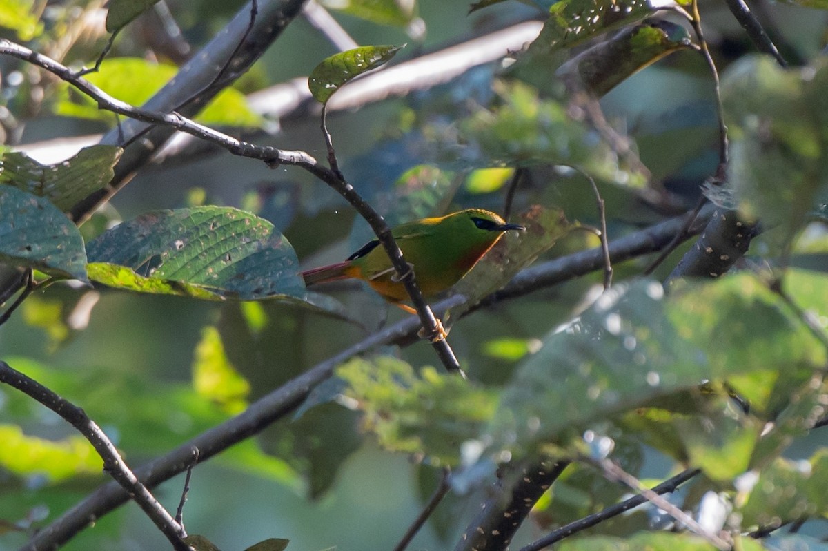 Fire-tailed Myzornis - ML627170009