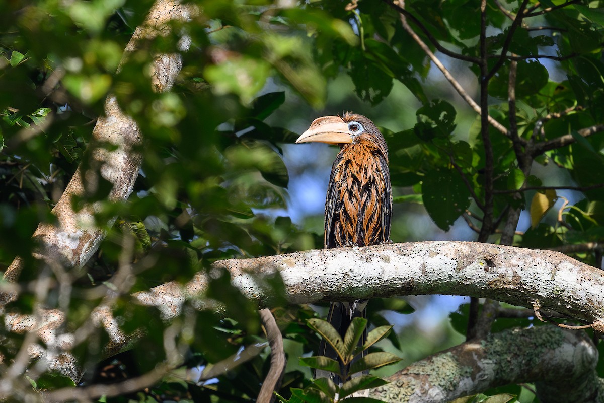 Rusty-cheeked Hornbill - ML627170047