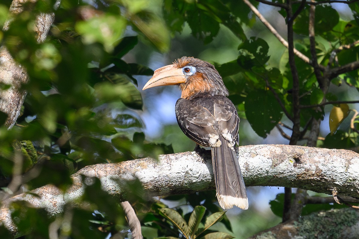 Rusty-cheeked Hornbill - ML627170101