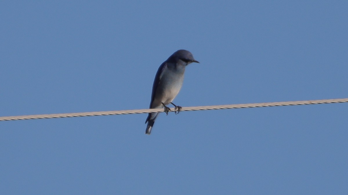 Mountain Bluebird - ML627170374