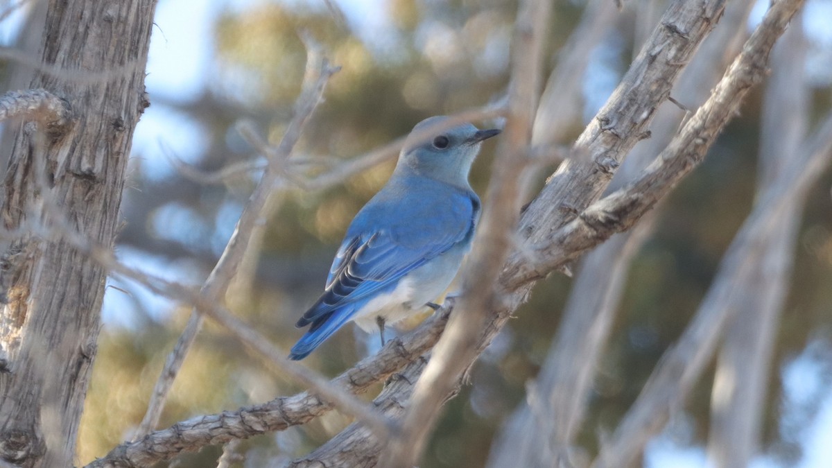 Mountain Bluebird - ML627170375