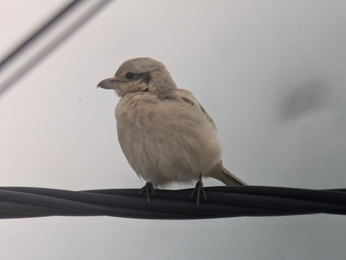 Great Gray Shrike (Steppe) - ML627170411