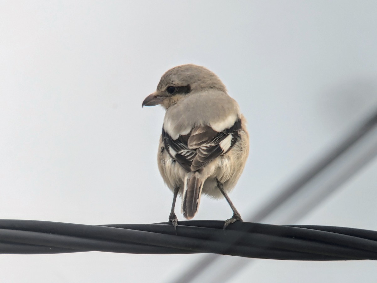 Great Gray Shrike (Steppe) - ML627170412