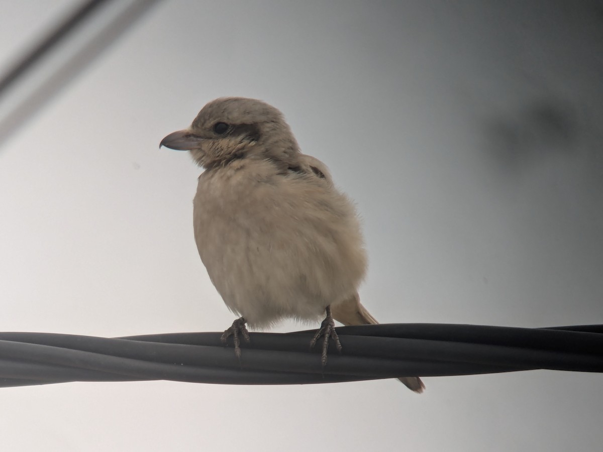 Great Gray Shrike (Steppe) - ML627170413