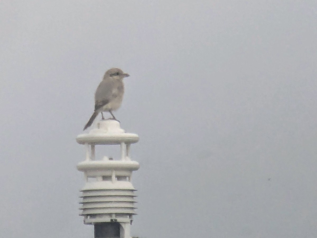 Great Gray Shrike (Steppe) - ML627170414