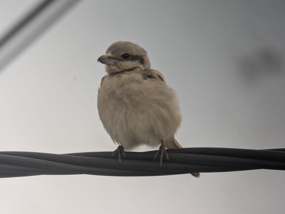 Great Gray Shrike (Steppe) - ML627170415