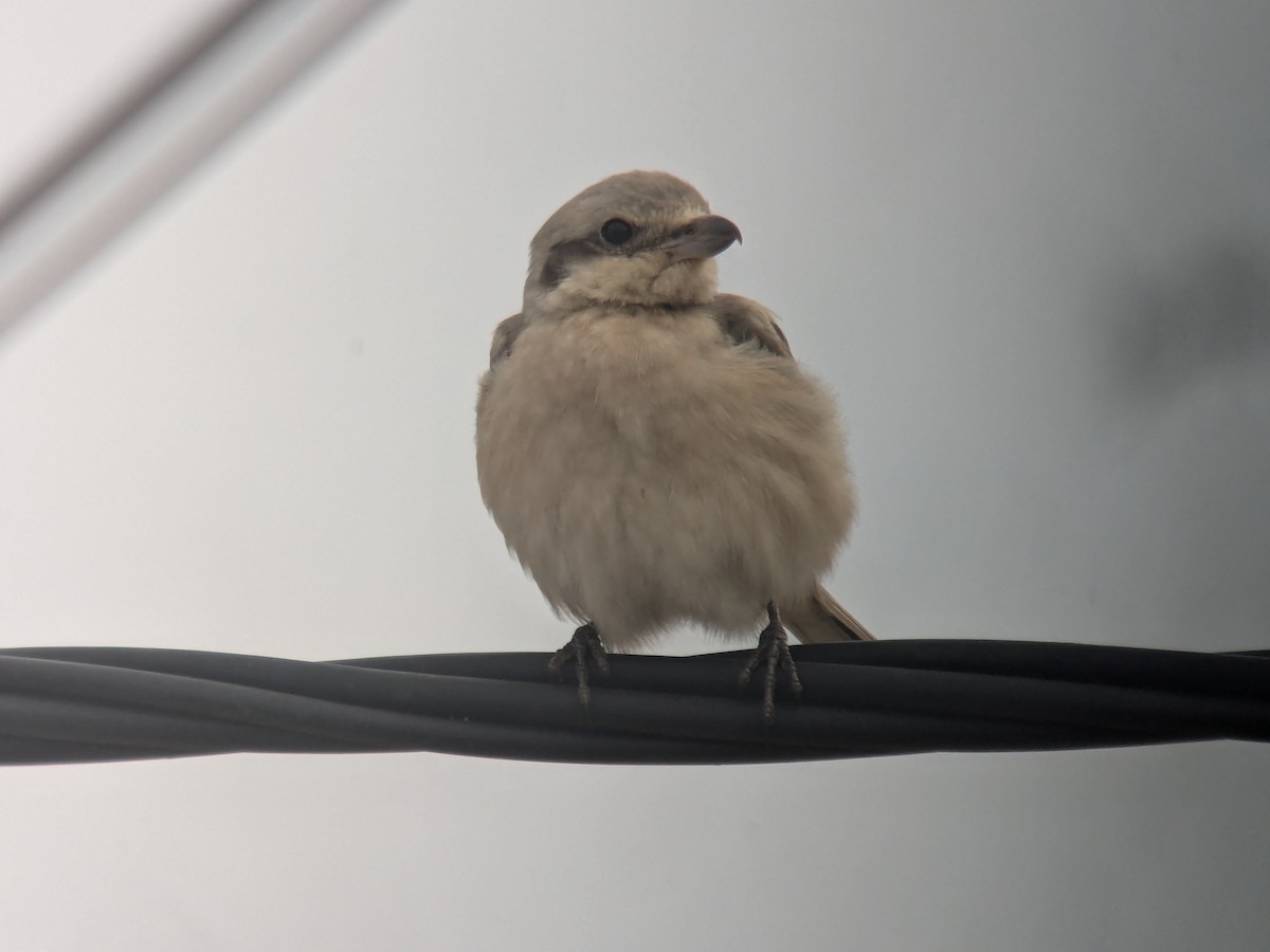 Great Gray Shrike (Steppe) - ML627170416