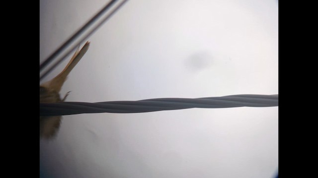 varsler (pallidirostris) (steppevarsler) - ML627170417
