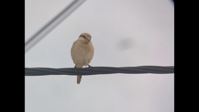 Great Gray Shrike (Steppe) - ML627170419