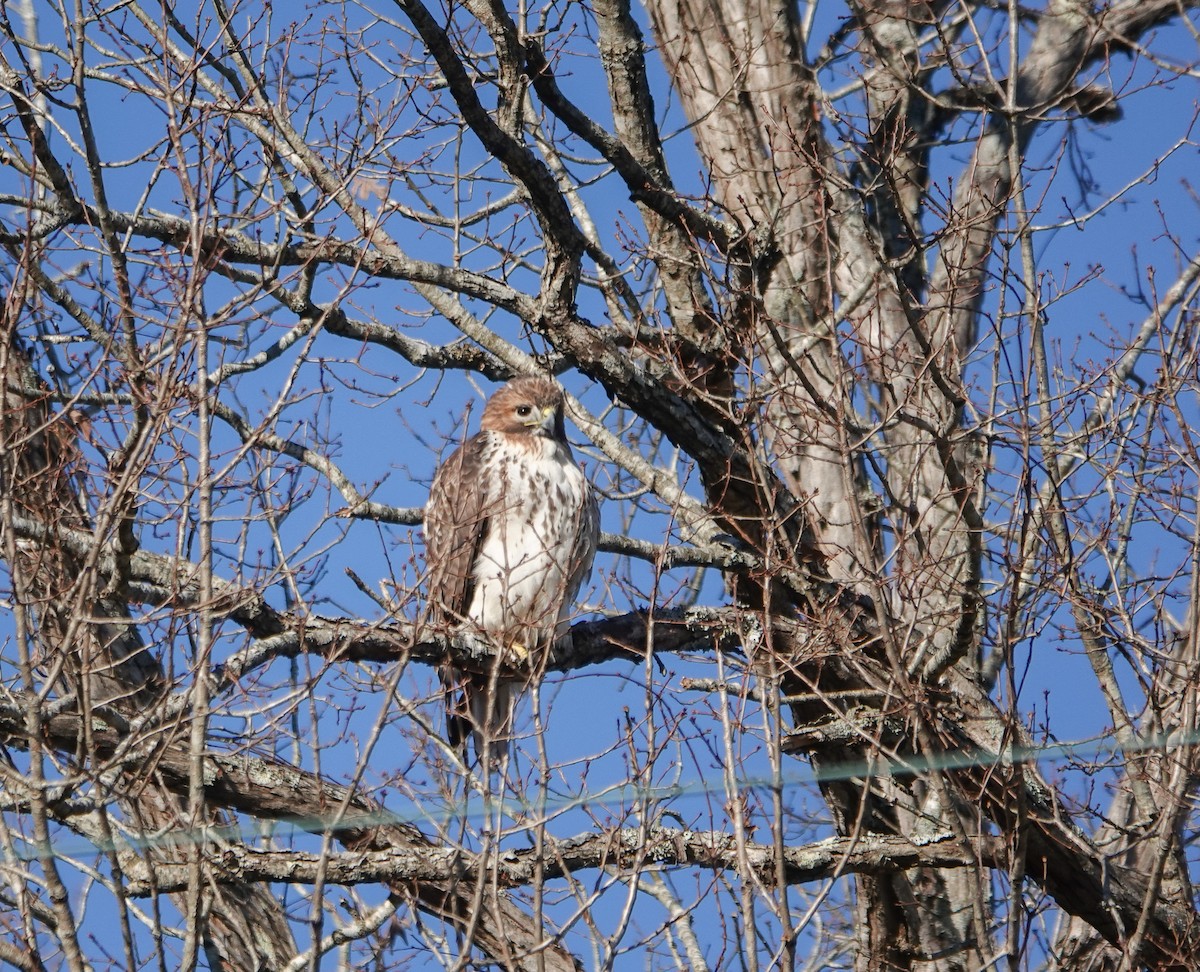 Red-tailed Hawk - ML627170460