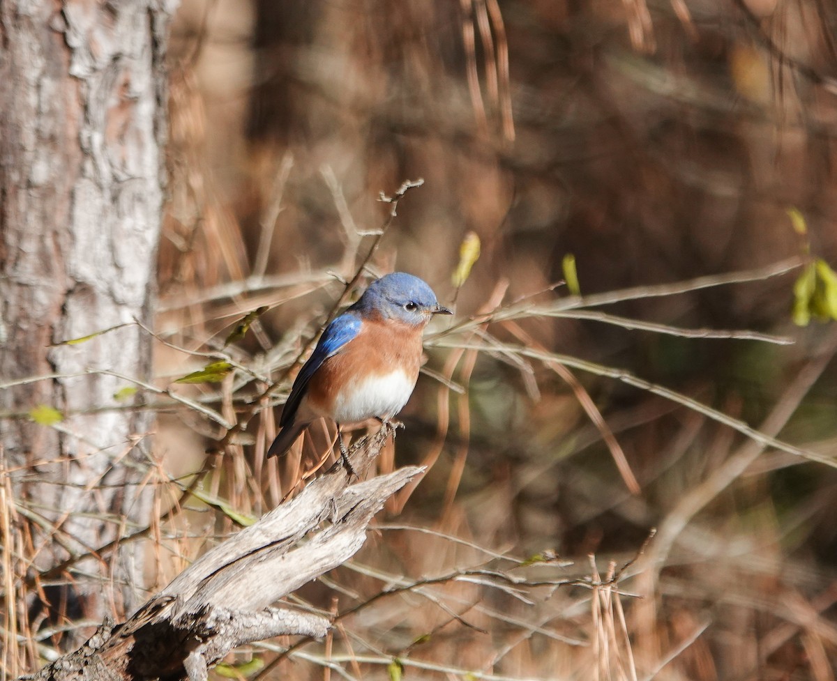 Eastern Bluebird - ML627170463