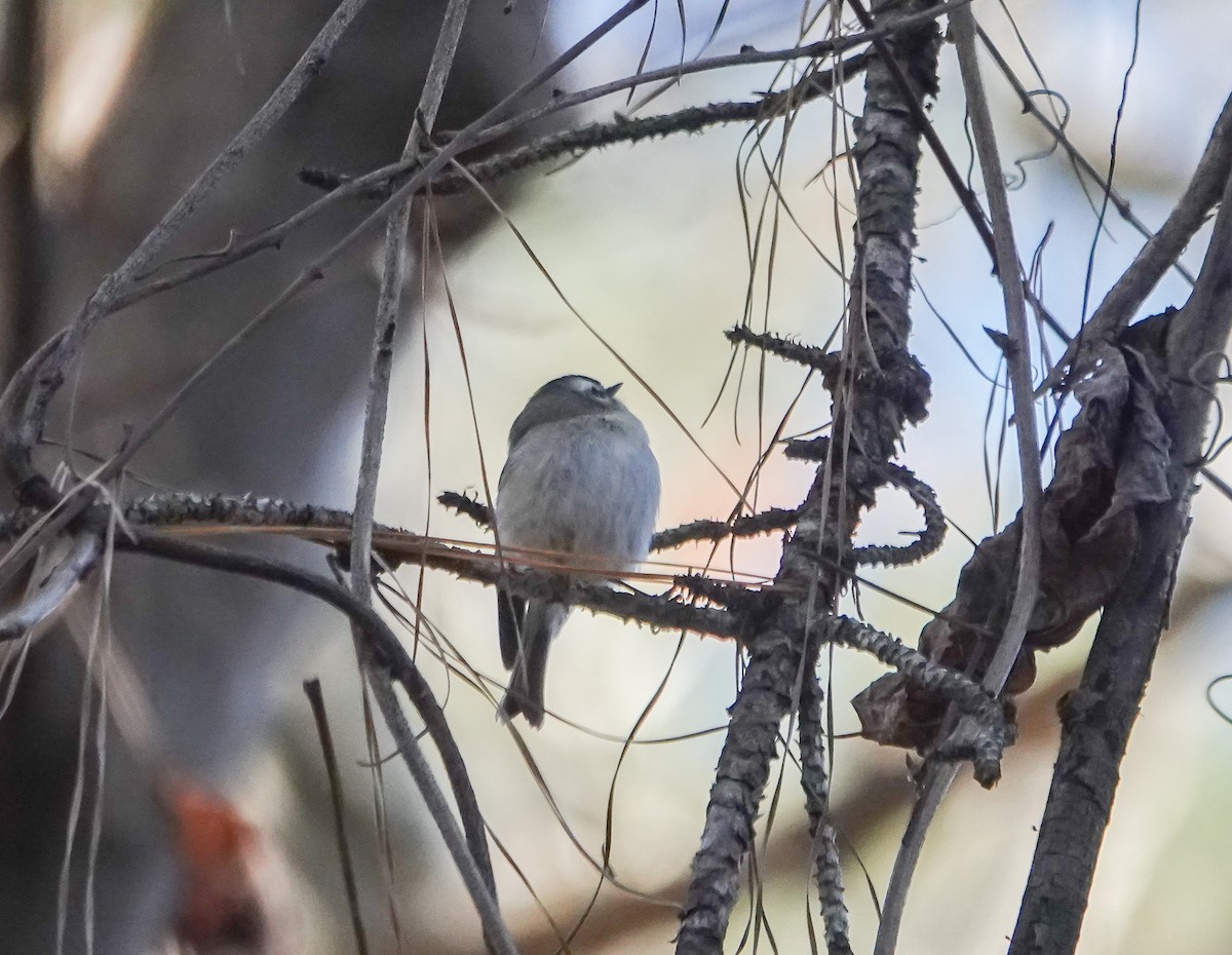 Golden-crowned Kinglet - ML627170466