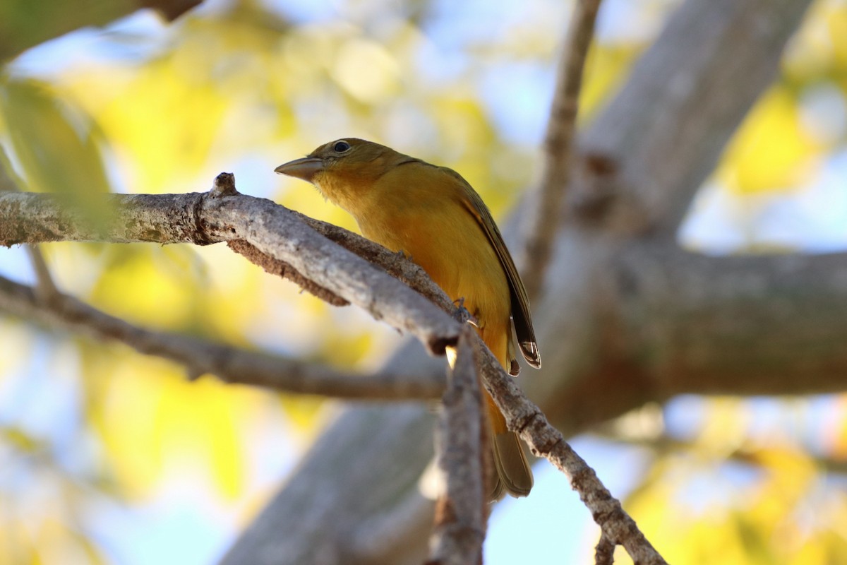 Summer Tanager - ML627170635