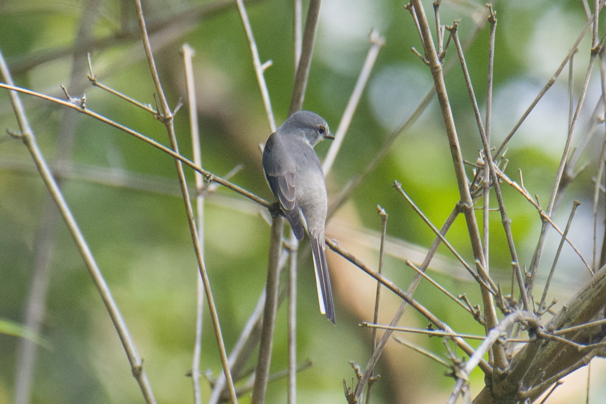 Brown-rumped Minivet - ML627170783