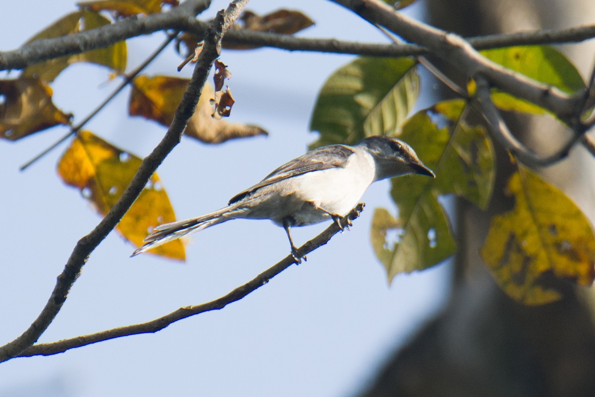 Brown-rumped Minivet - ML627170784