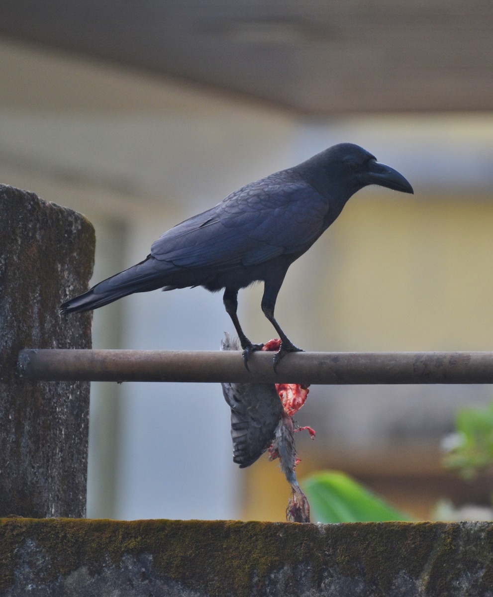Large-billed Crow - ML627170913
