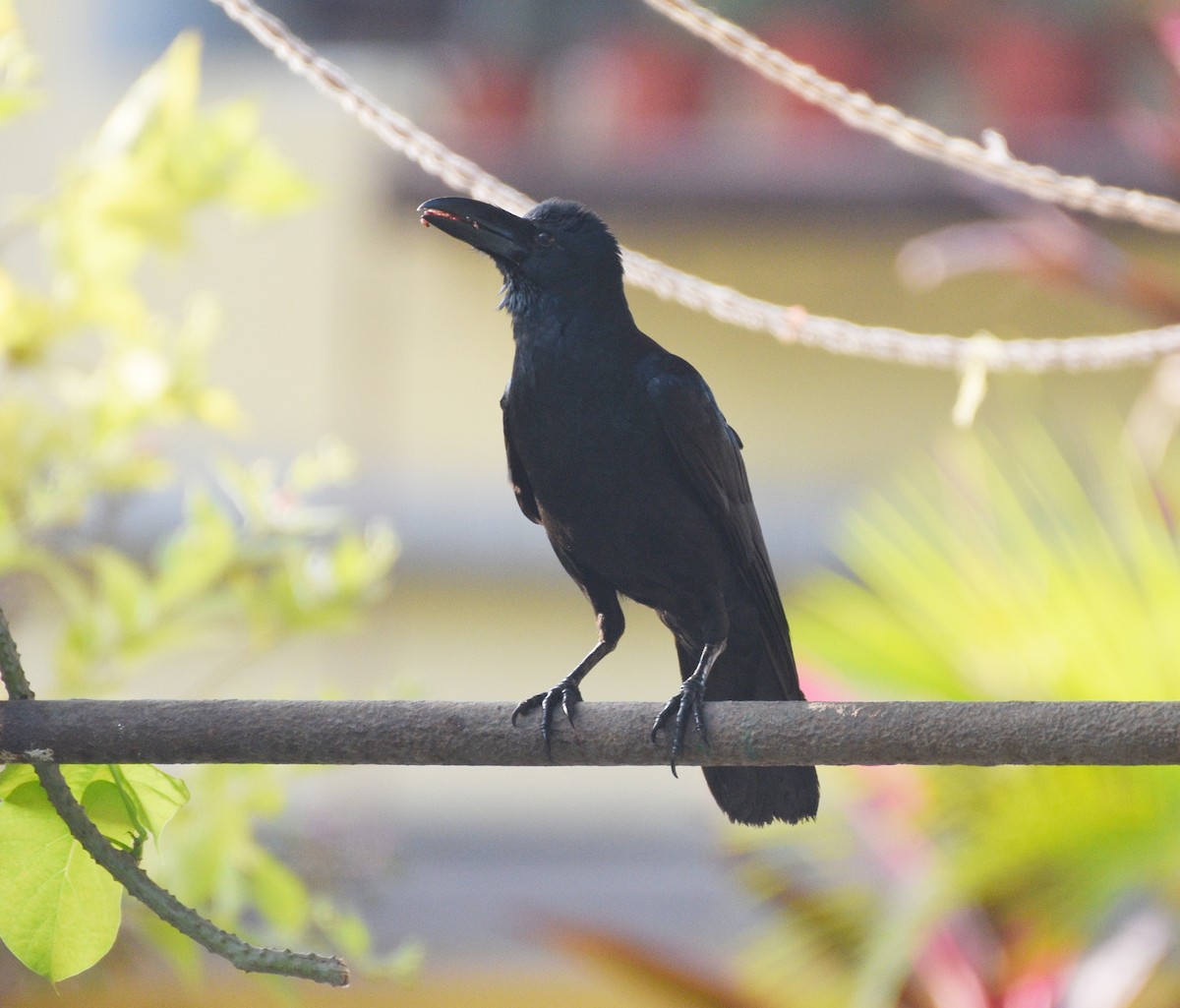 Large-billed Crow - ML627170914