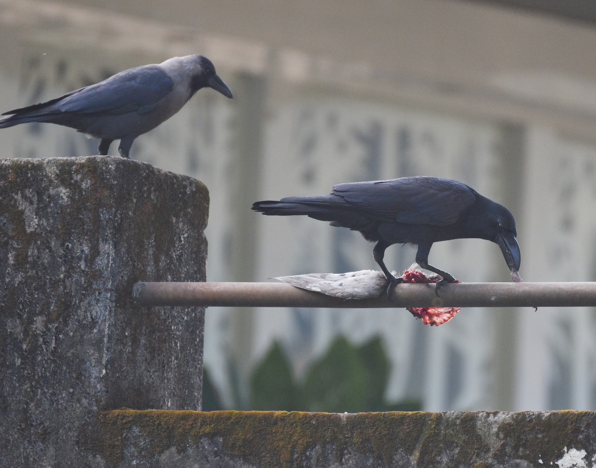 Large-billed Crow - ML627170999
