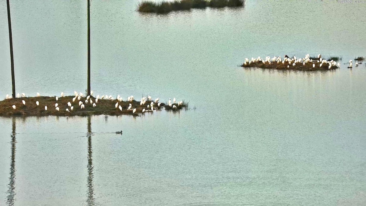 Western Cattle-Egret - ML627171008