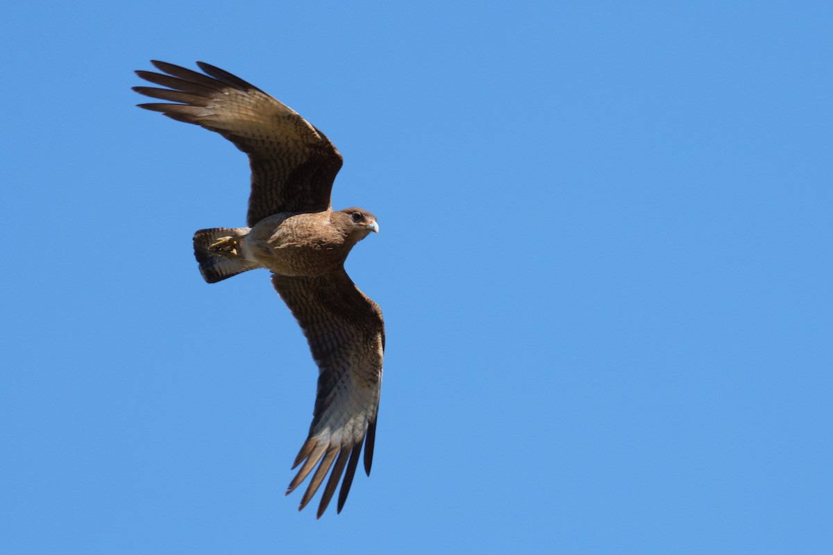 Chimango Caracara - ML627171059