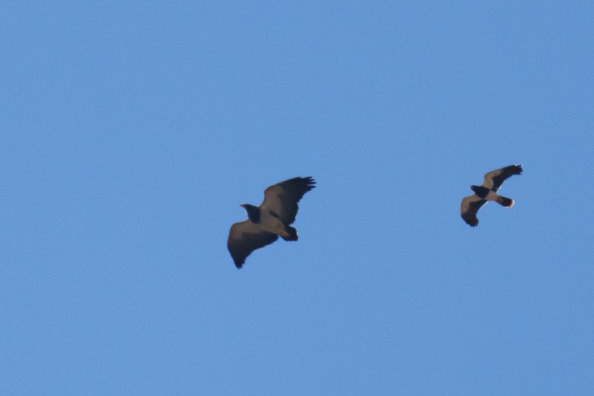 Black-chested Buzzard-Eagle - ML627171096