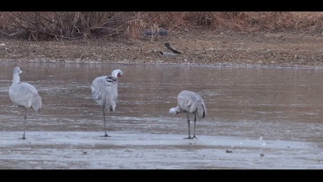 Канадский журавль (canadensis) - ML627171314