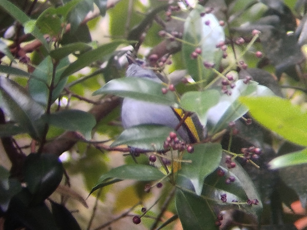 Gray-bellied Bulbul - ML627171375