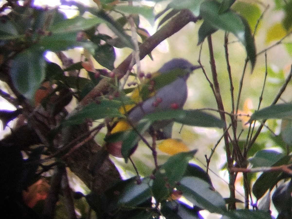 Gray-bellied Bulbul - ML627171376