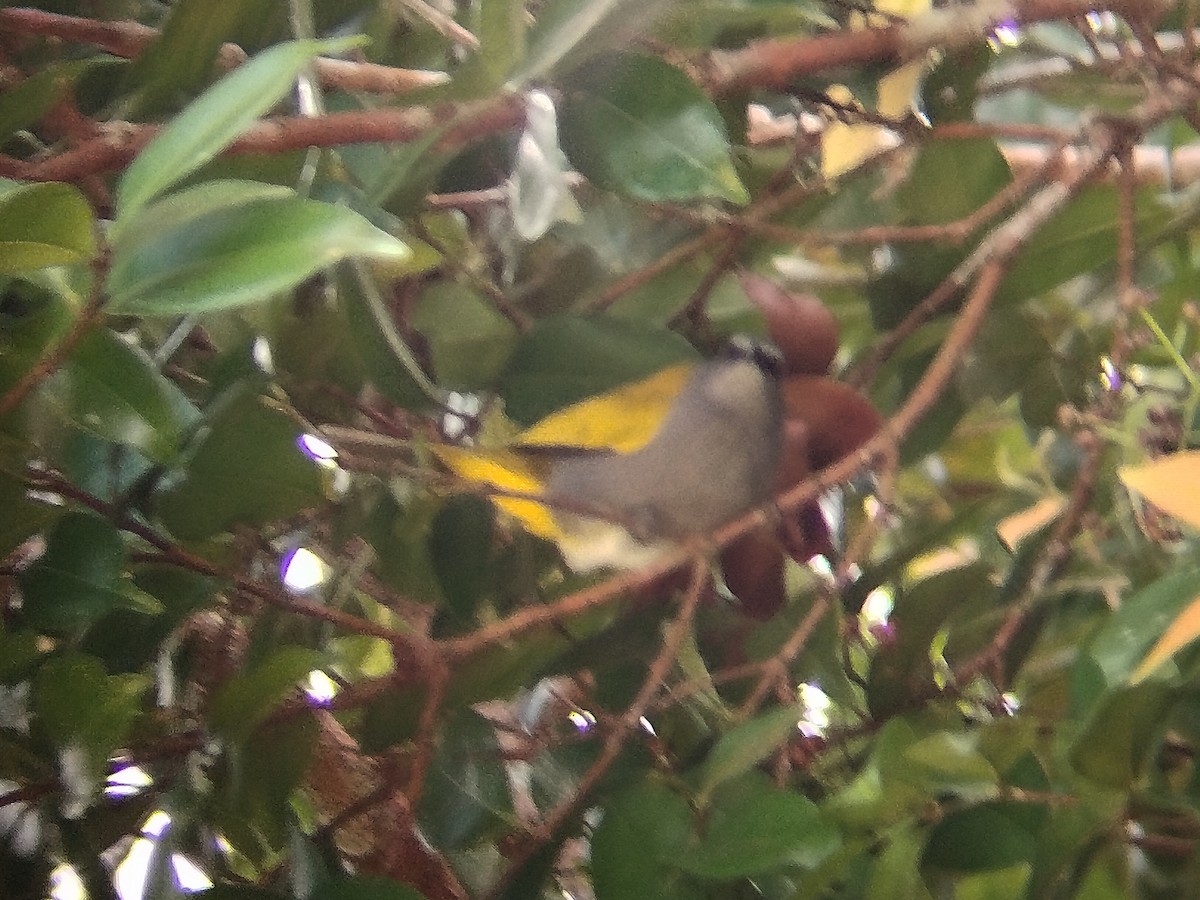 Gray-bellied Bulbul - ML627171377