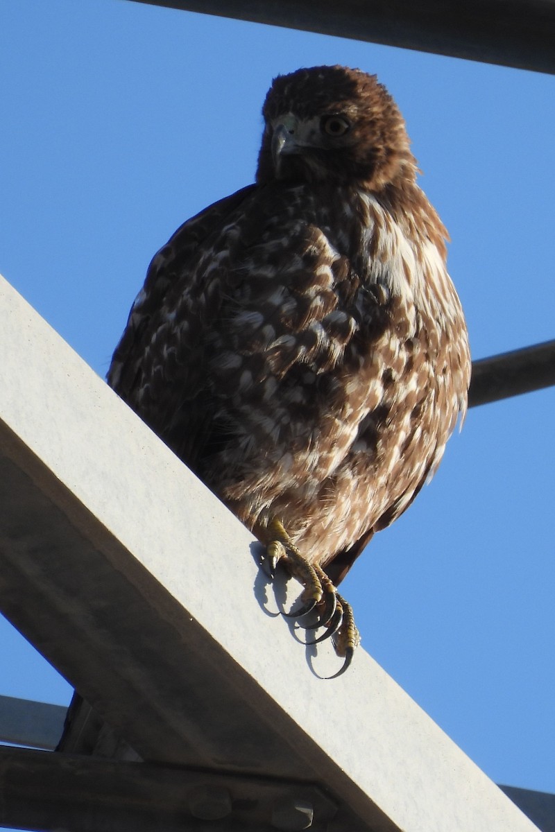 Red-tailed Hawk - ML627171459