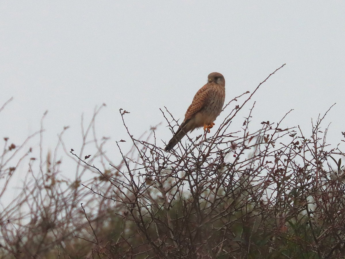Eurasian Kestrel - ML627171505