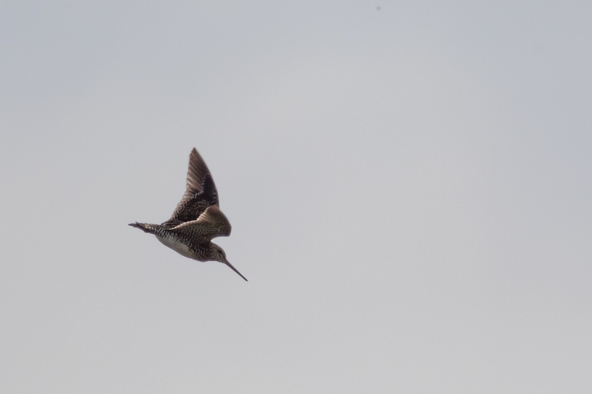 Pantanal Snipe - ML627171626