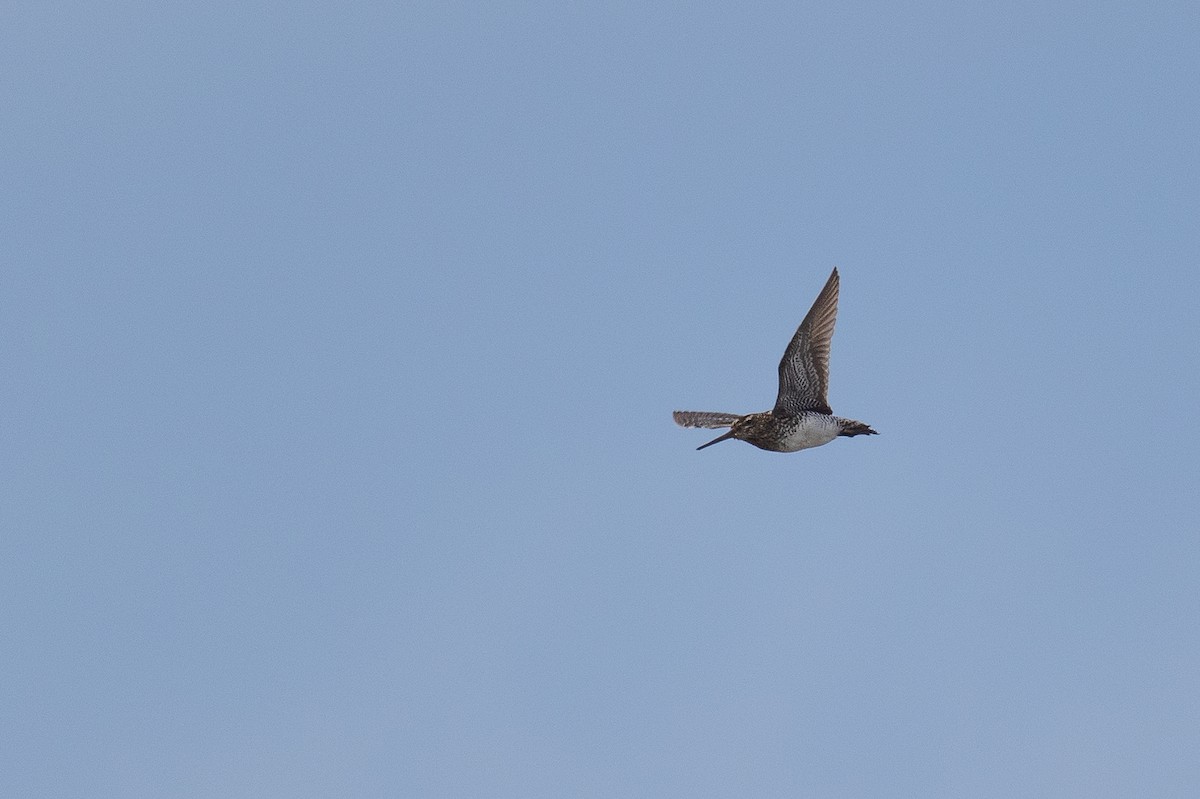 Pantanal Snipe - ML627171627