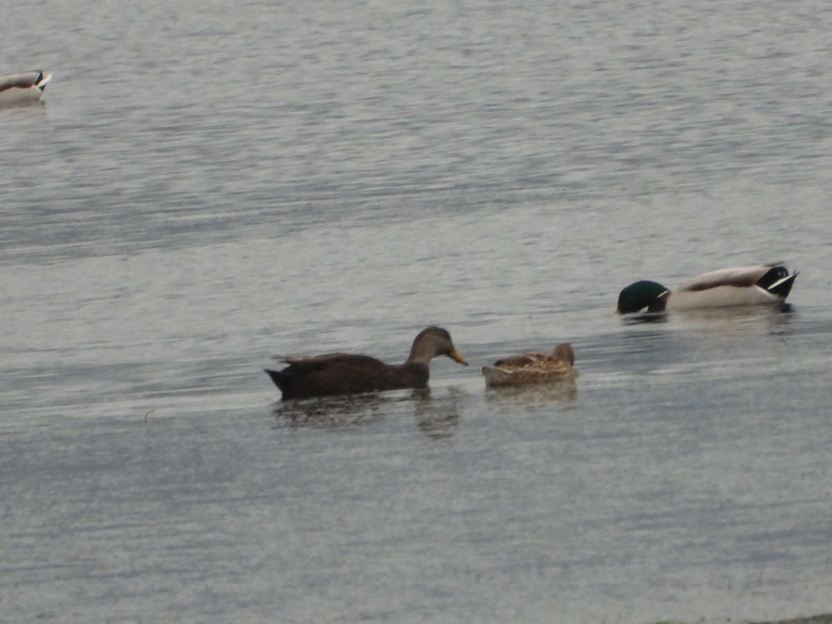 American Black Duck - Franqui Illanes