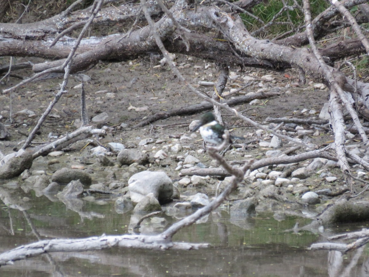 Martin-pêcheur vert - ML627171721