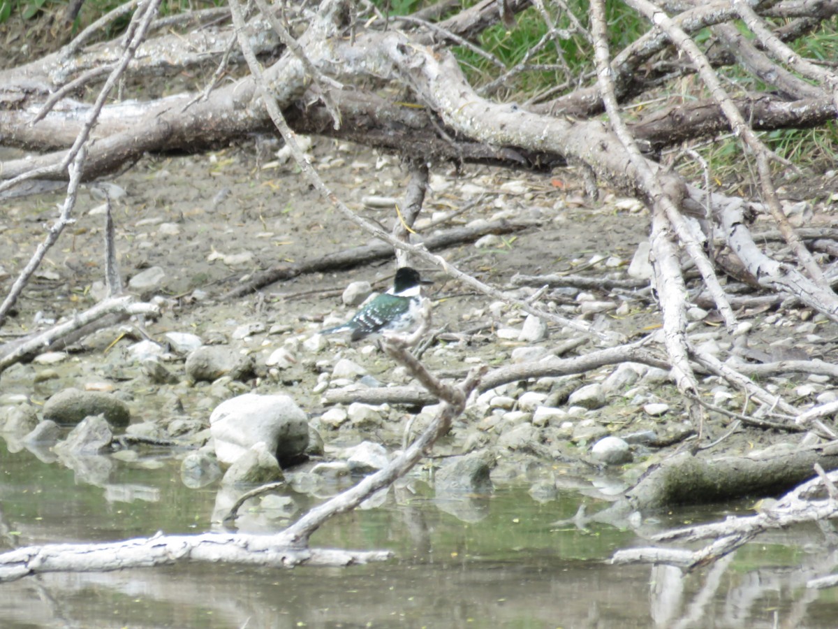 Martin-pêcheur vert - ML627171736