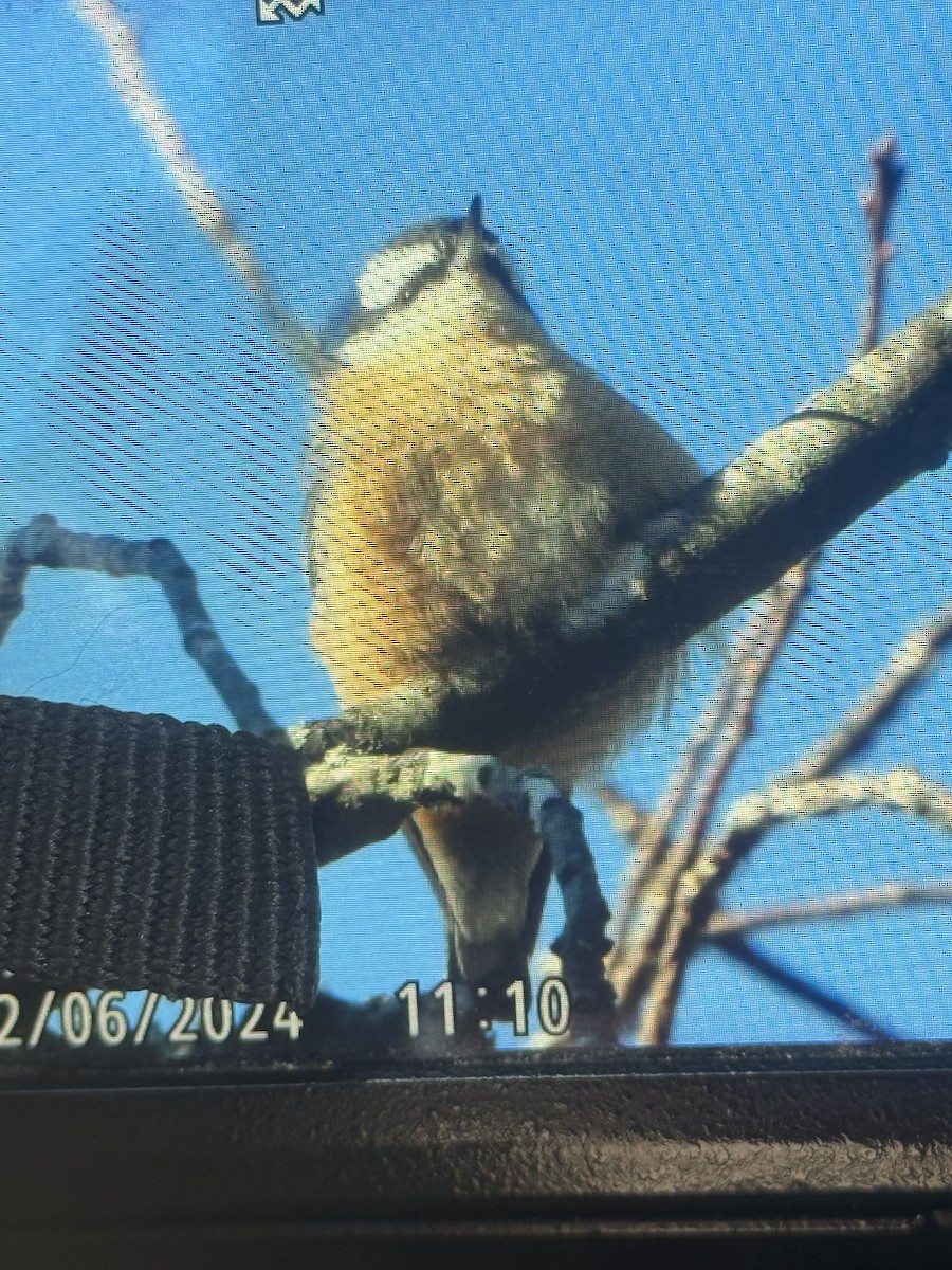 Red-breasted Nuthatch - ML627171763