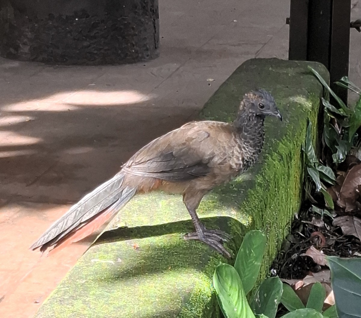 Colombian Chachalaca - ML627171916