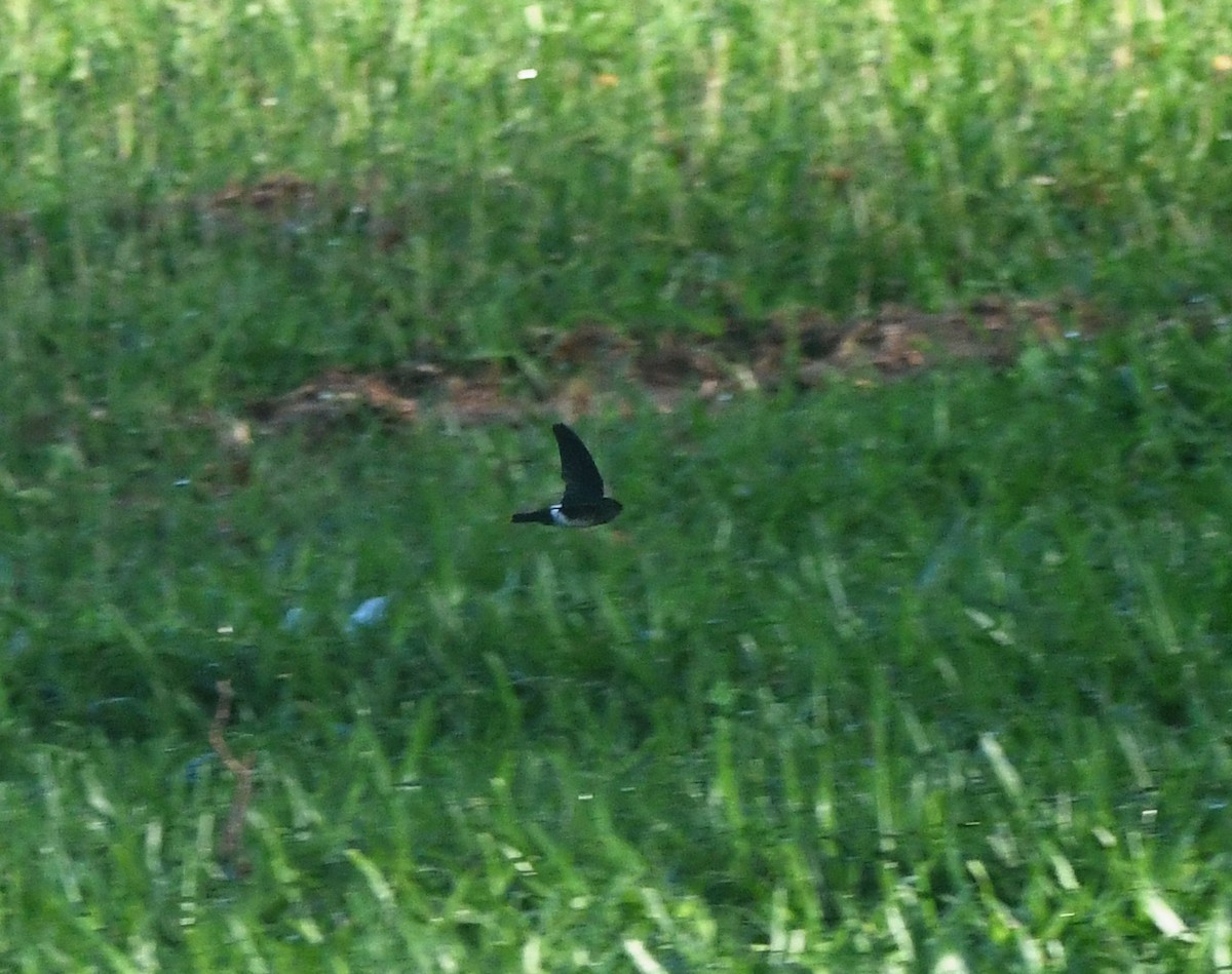 Satin Swiftlet - ML627171996