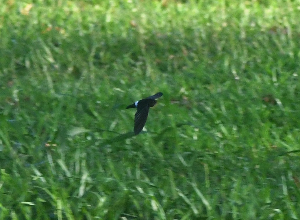 Satin Swiftlet - ML627171997