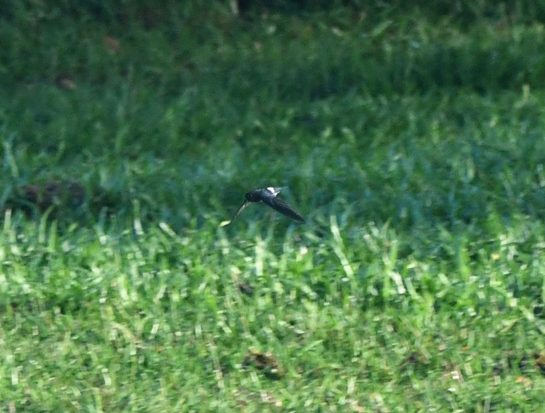 Satin Swiftlet - ML627171998