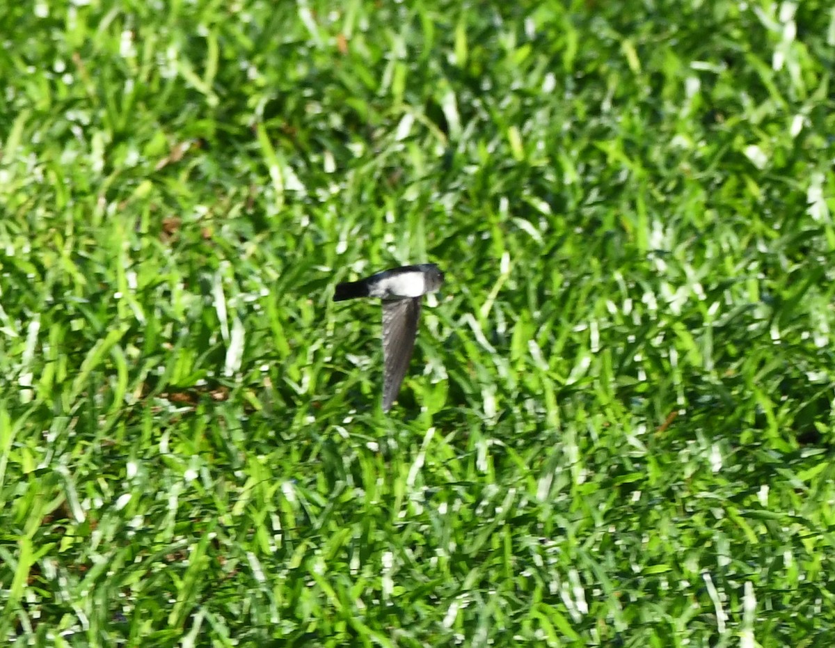 Satin Swiftlet - ML627172001