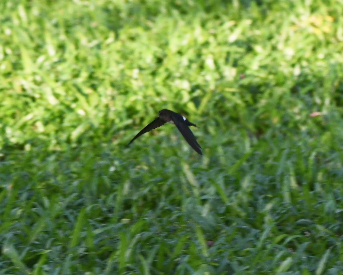 Satin Swiftlet - ML627172002