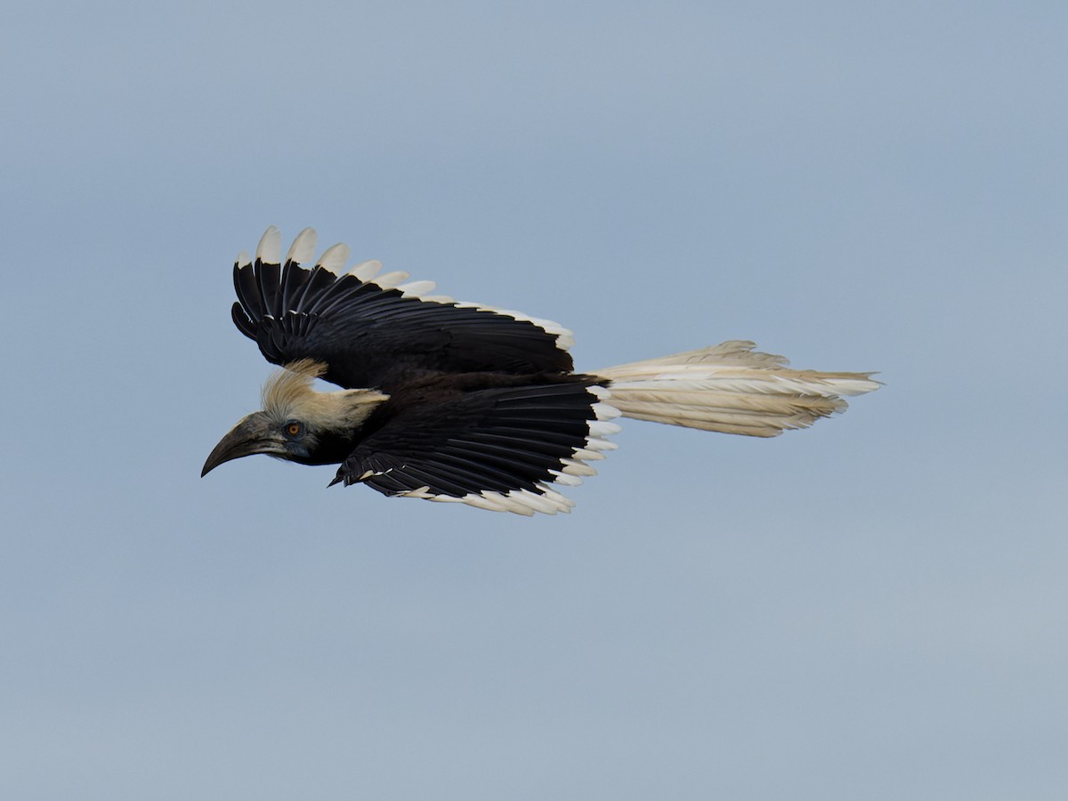 Cálao Cabeciblanco - ML627172084