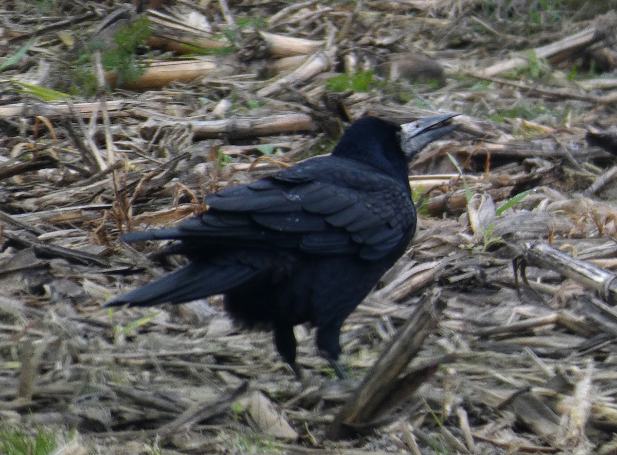 Rook - ML627172345