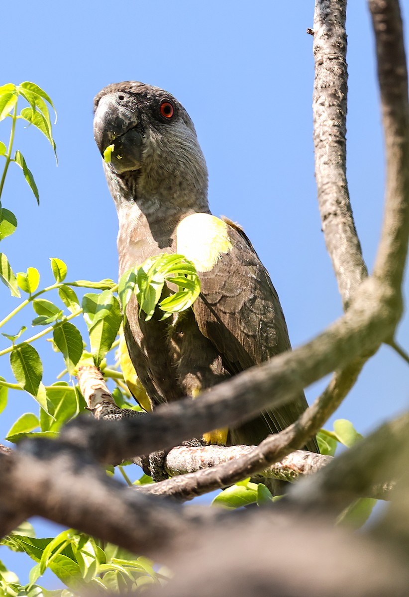 Rüppell's Parrot - ML627172486